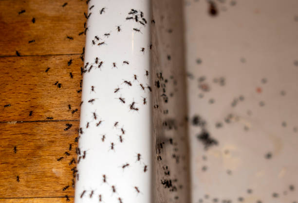 Best Pest Control for Homes  in Brandon, SD