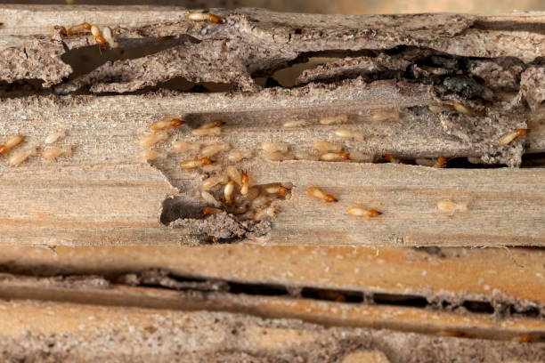 Best Emergency Pest Control  in Brandon, SD